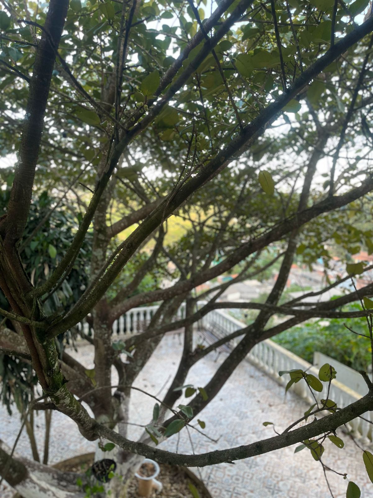 Ase Egbe Efon Ode Bilori