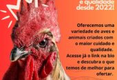 Trabalhamos venda bichos usado para fins religiosos
