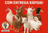 Trabalhamos venda bichos usado para fins religiosos